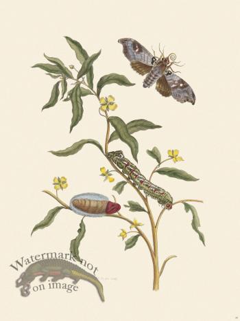 Merian Metamorphosis 39